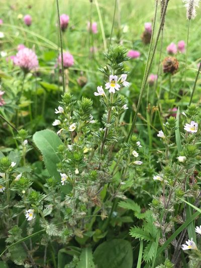 Euphrasia hirtella, photographed by Дмитрий