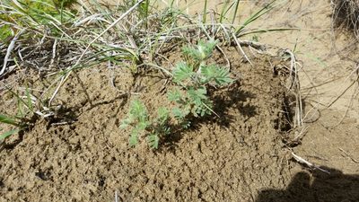 Dalea villosa, photographed by Chris Friesen
