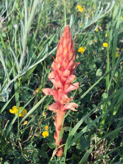 Orobanche centaurina, photographed by Conrad Altmann