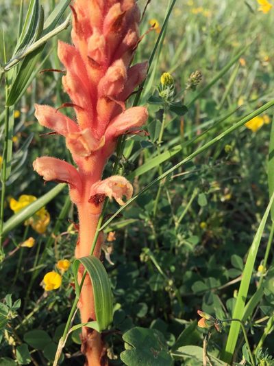 Orobanche centaurina, photographed by Conrad Altmann
