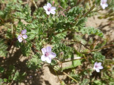 Erodium lebelii, photographed by Anthony O'Leary