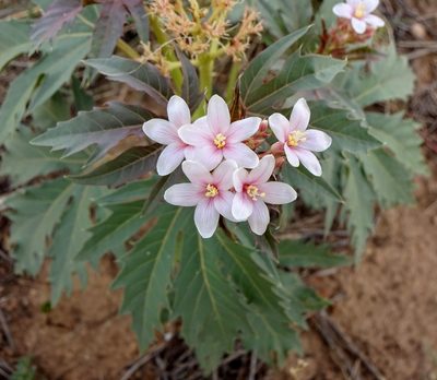 Jatropha macrorhiza, photographed by Andrew Tree