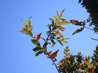 Combretum erythrophyllum, photographed by Mahomed Desai