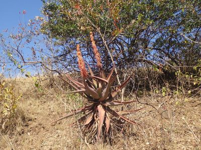 Aloe candelabrum, photographed by Mahomed Desai
