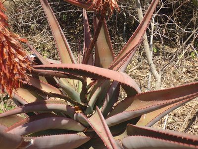 Aloe candelabrum, photographed by Mahomed Desai