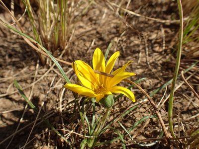 Gazania linearis, photographed by Mahomed Desai