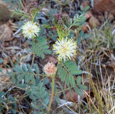 Desmanthus cooleyi, photographed by Andrew Tree