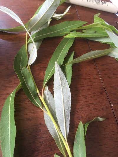 Salix sericea, photographed by naturalist charlie