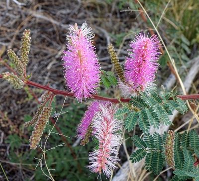 Mimosa dysocarpa, photographed by Andrew Tree
