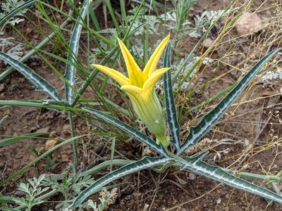 Cucurbita digitata, photographed by Andrew Tree