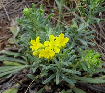 Lithospermum cobrense, photographed by Andrew Tree
