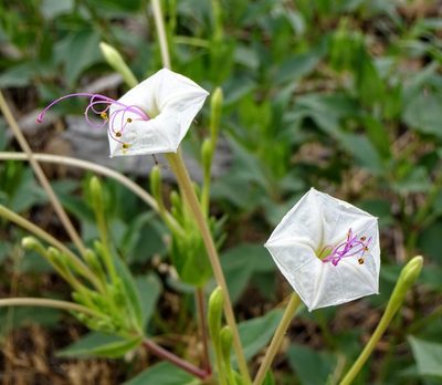 Mirabilis longiflora, photographed by Andrew Tree