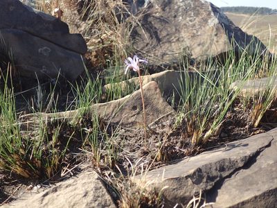 Moraea stricta, photographed by Mahomed Desai