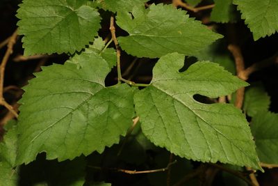 Morus nigra, photographed by Stephen James McWilliam