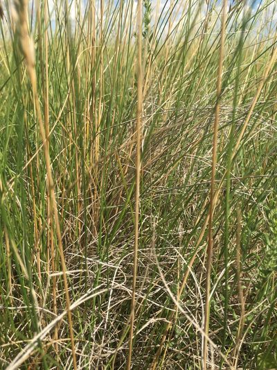 Festuca hallii, photographed by Eric Lamb