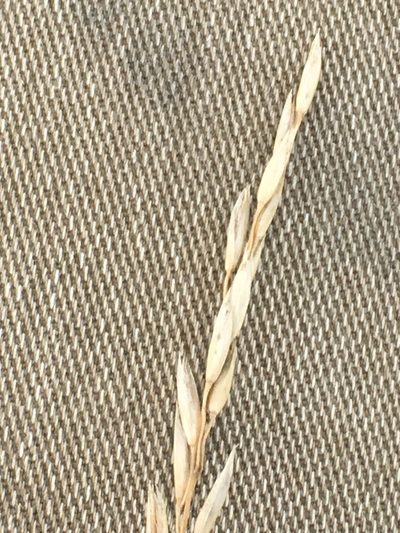 Festuca hallii, photographed by Eric Lamb