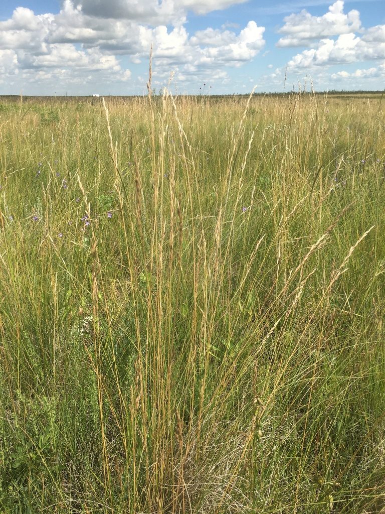 Festuca hallii, photographed by Eric Lamb