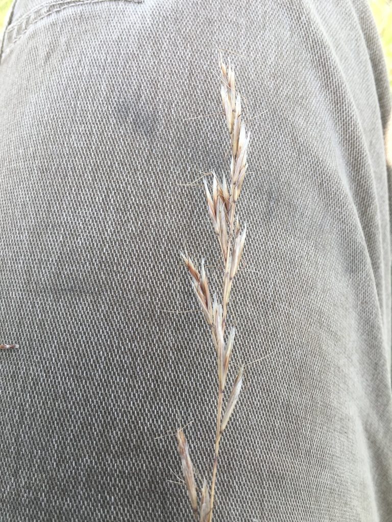 Helictochloa hookeri, photographed by Eric Lamb