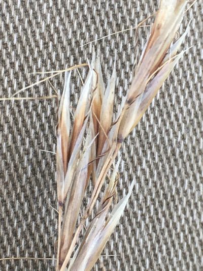 Helictochloa hookeri, photographed by Eric Lamb