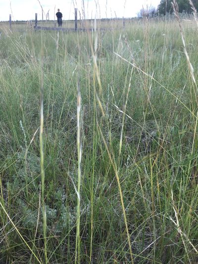 Hesperostipa curtiseta, photographed by Eric Lamb