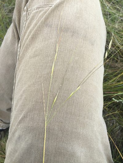 Hesperostipa curtiseta, photographed by Eric Lamb