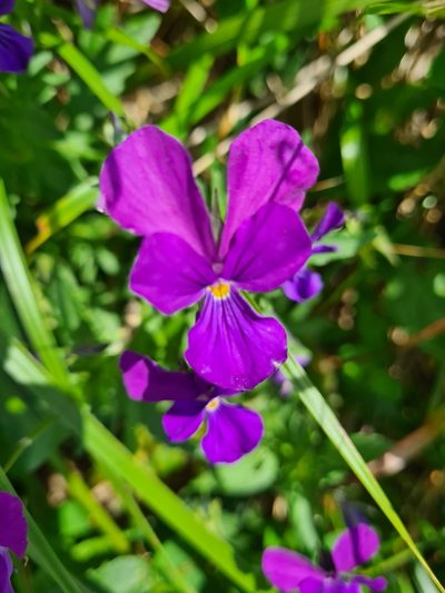 Viola dacica, photographed by Jacek Pietruszewski
