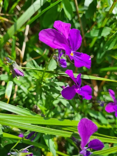 Viola dacica, photographed by Jacek Pietruszewski