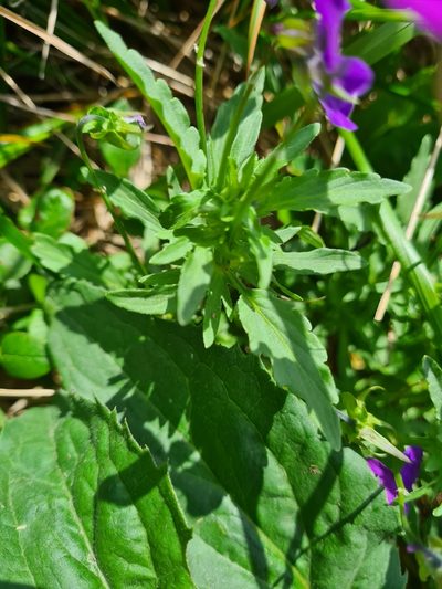 Viola dacica, photographed by Jacek Pietruszewski