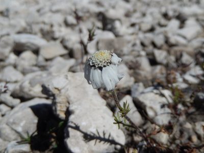 Achillea oxyloba, photographed by Luca Fornasari