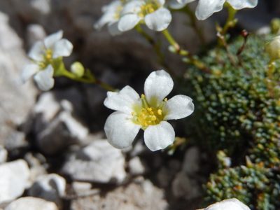 Saxifraga squarrosa, photographed by Luca Fornasari