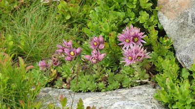 Sempervivum carpathicum, photographed by kalopsia