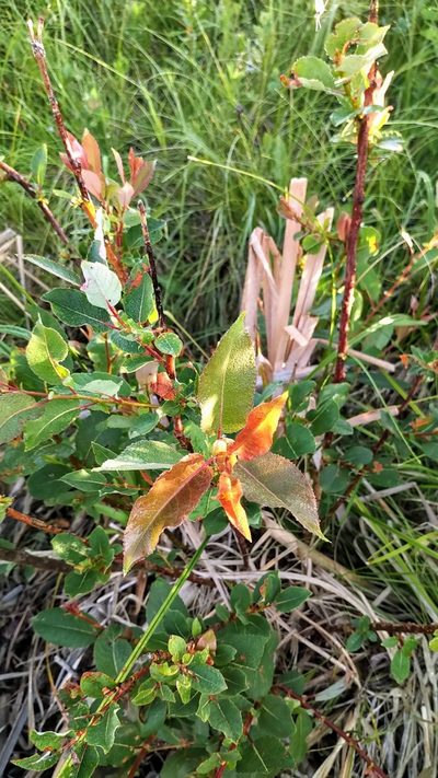 Salix pseudomonticola, photographed by Doug Macaulay