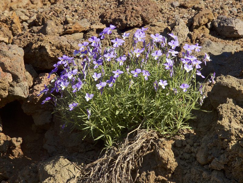 Viola palmensis, photographed by Jörg Hempel