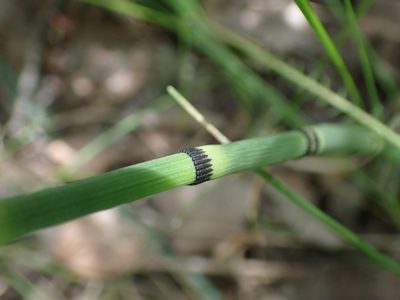 Equisetum laevigatum, photographed by Mary Krieger