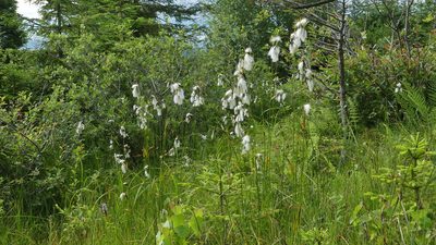 Eriophorum latifolium, photographed by kalopsia