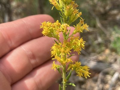 Solidago simplex, photographed by Derek