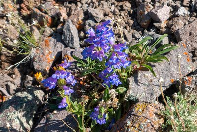 Penstemon hallii, photographed by Bob Walker