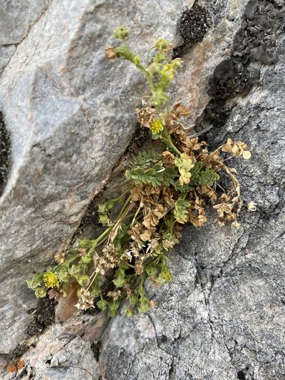 Potentilla jaegeri, photographed by Matt Berger
