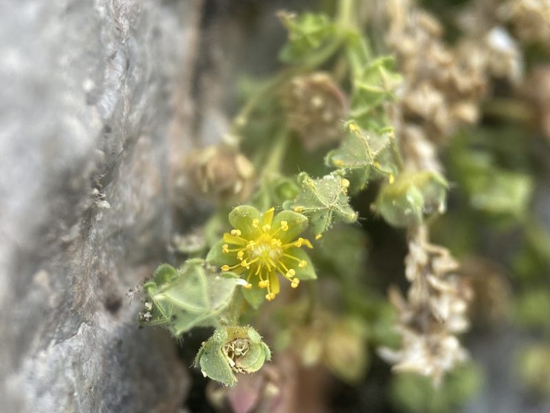 Potentilla jaegeri, photographed by Matt Berger