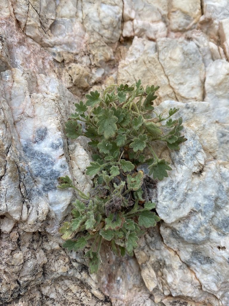 Phacelia geraniifolia, photographed by Matt Berger