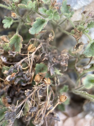 Phacelia geraniifolia, photographed by Matt Berger