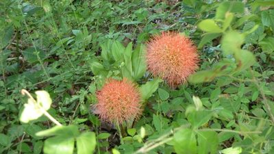Scadoxus multiflorus, photographed by tlaloc27