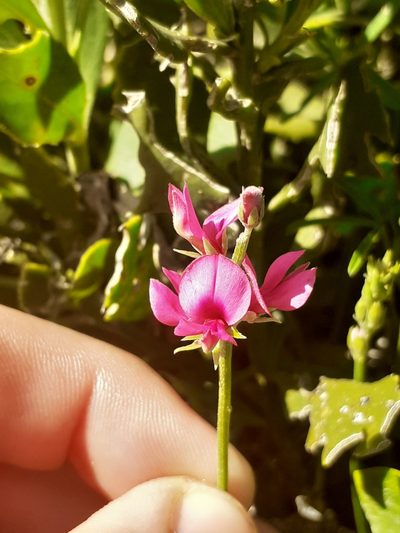 Indigofera platypoda, photographed by Brian du Preez