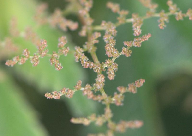 Pilea umbrosa, photographed by Ramnarayan K