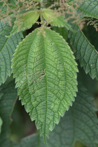 Pilea umbrosa, photographed by Ramnarayan K