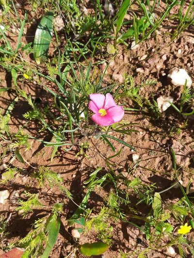 Oxalis adspersa, photographed by Brian du Preez