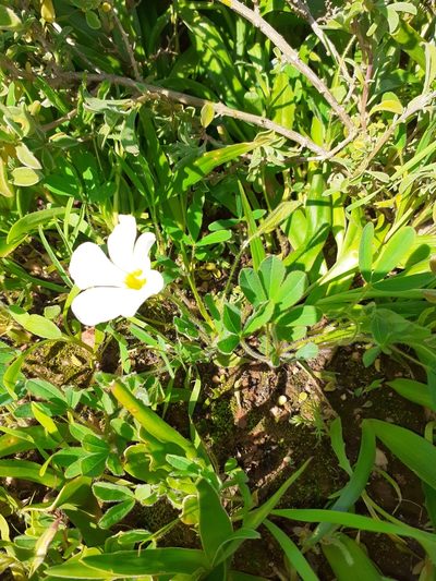 Oxalis adspersa, photographed by Brian du Preez