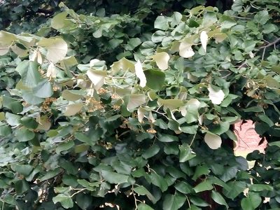 Tilia tomentosa, photographed by Radosław Puchałka