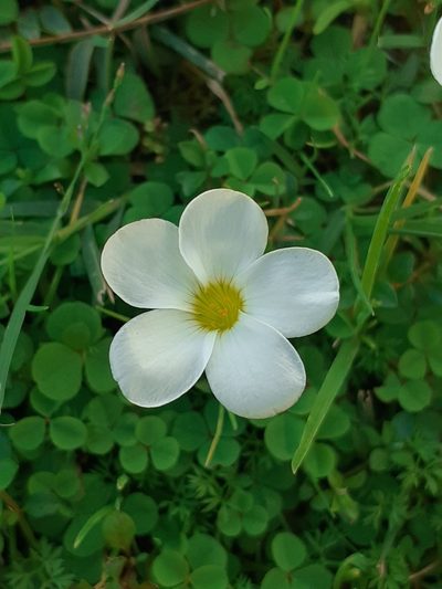 Oxalis minuta, photographed by Brian du Preez