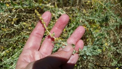 Atriplex glauca, photographed by Millie Basden